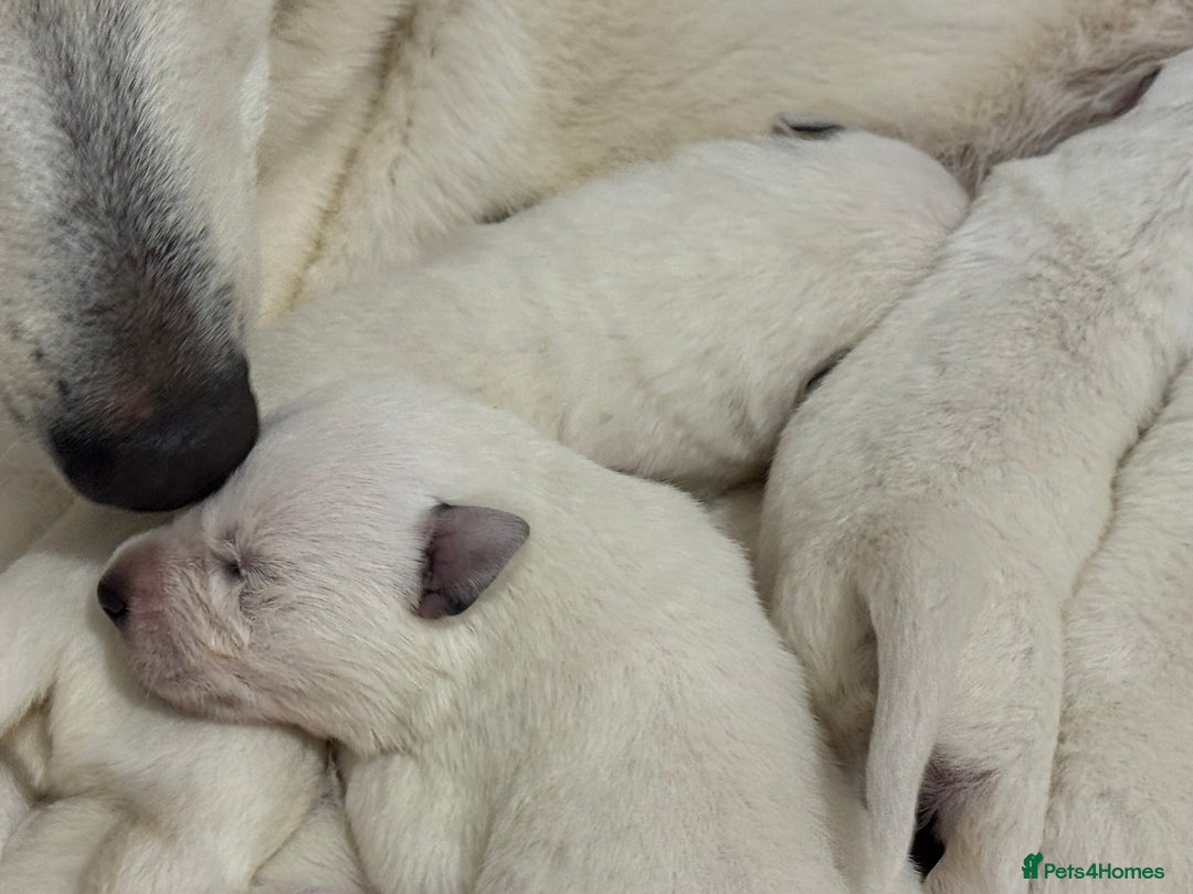 White Swiss Shepherd dogs for sale: White Swiss Shepherd Puppies - Image 6
