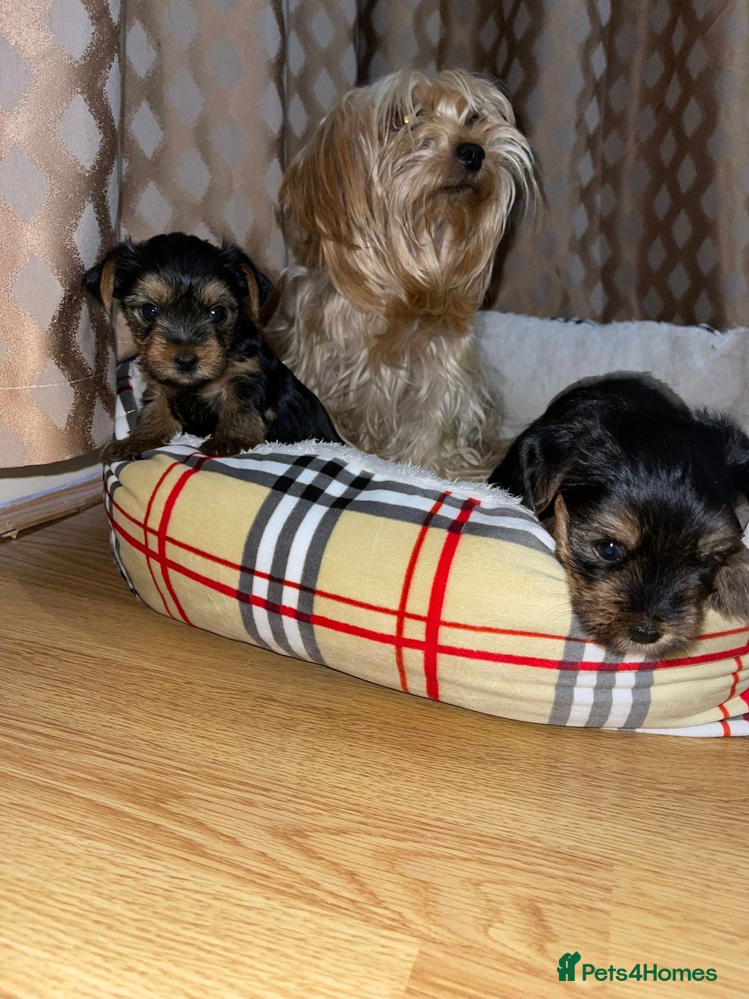 Yorkshire Terrier dogs for sale: Yorkshire terrier puppies  - Advert 1