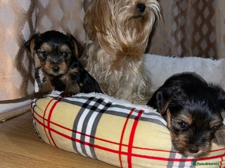 Yorkshire Terrier dogs Yorkshire terrier puppies - Advert 18
