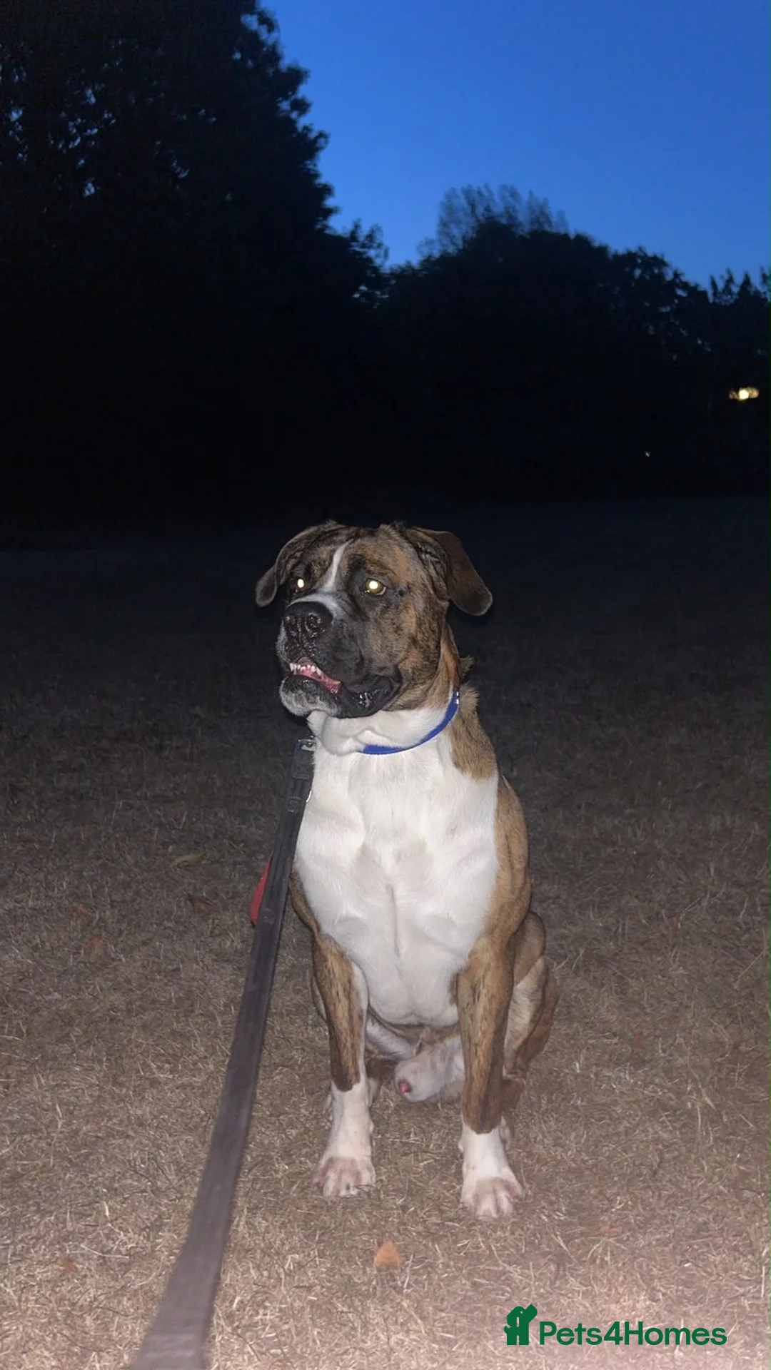 Mixed Breed dogs for sale: Spikey in Telford - Advert 2