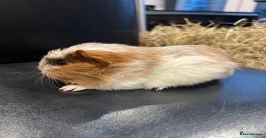 Guinea Pig rodents - Advert 10
