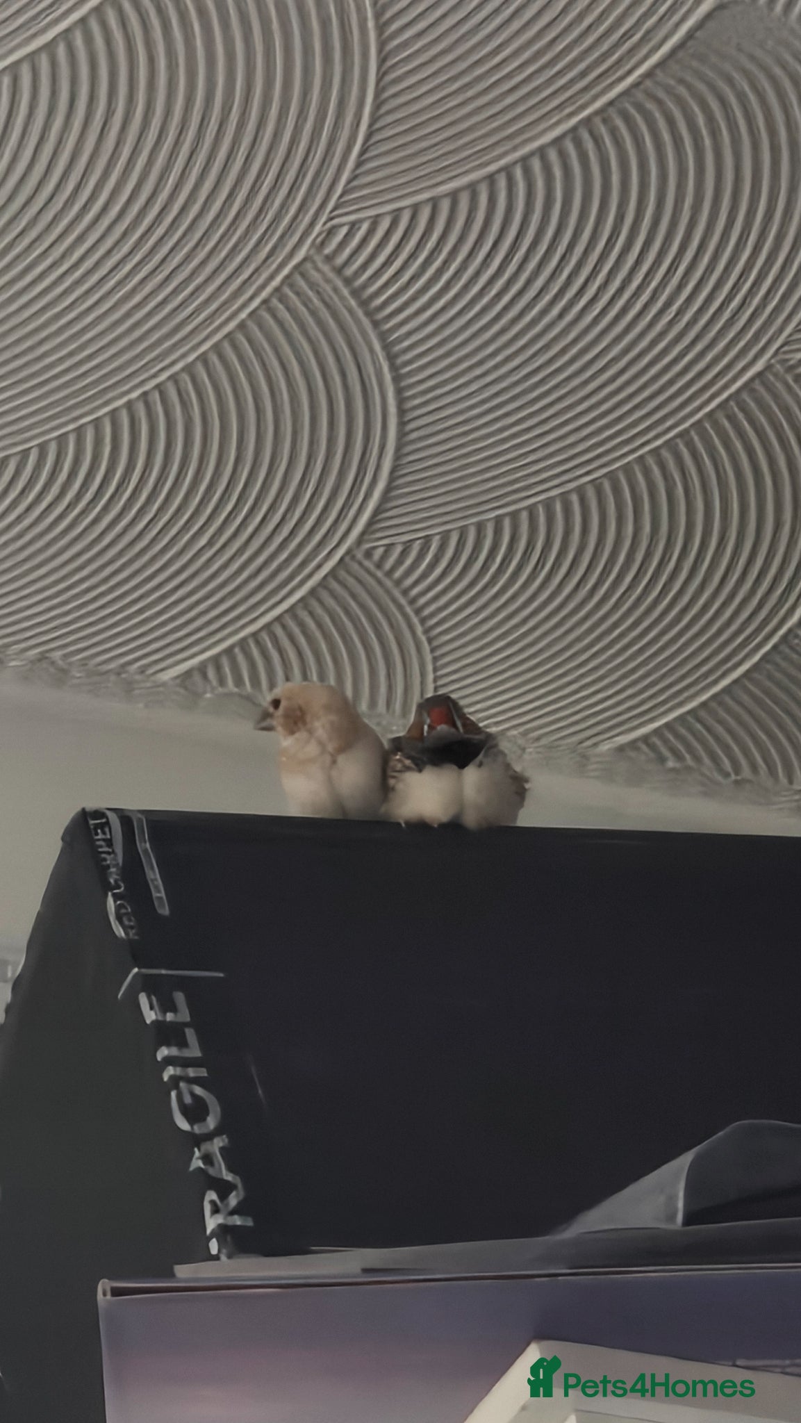 Finches birds for sale: Male Bengalese Finch in Pontefract - Advert 4