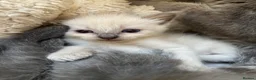 Ragdoll cats for sale: Gorgeous ragdolls 🤍🐾 - Advert 20