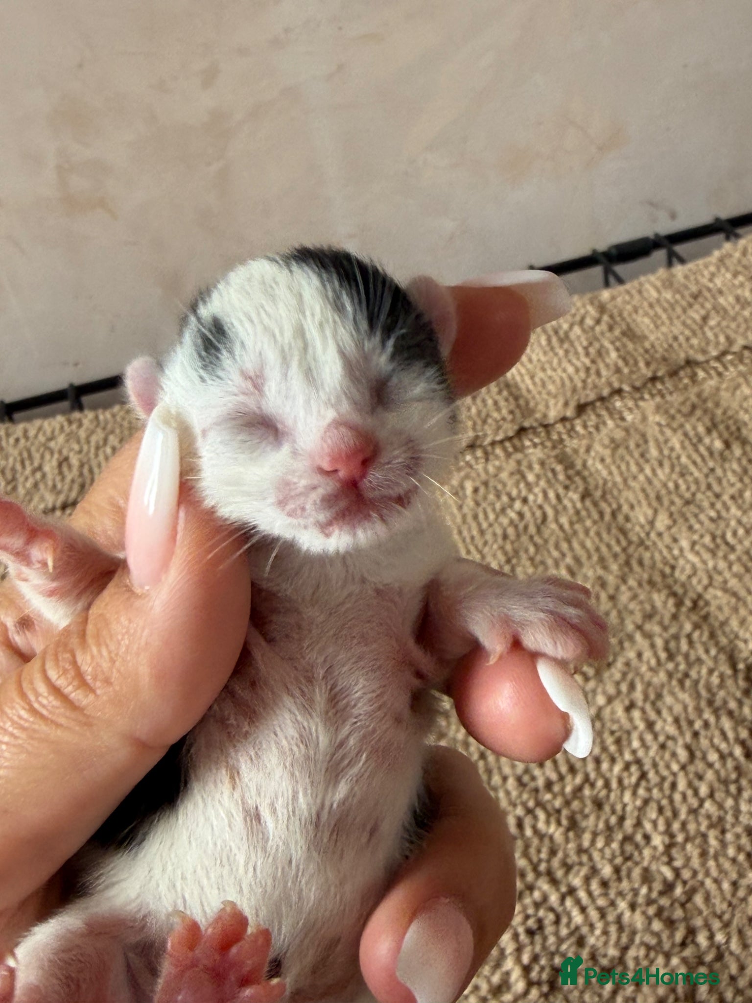 British Longhair cats Mimis beautiful litter  - Advert 5