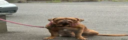 Dogue De Bordeaux dogs for sale: Bordeaux Babies - Advert 2