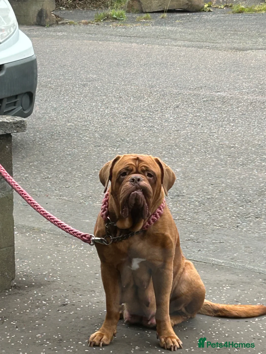 Dogue De Bordeaux dogs for sale: Bordeaux Babies - Advert 2