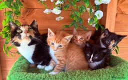 Domestic Shorthair cats for sale: GORGEOUS SHORT HAIRED FAMILY KITTENS  - Image 3