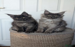 Maine Coon cats for sale: Maine coon kittens, Tica registered  - Image 14