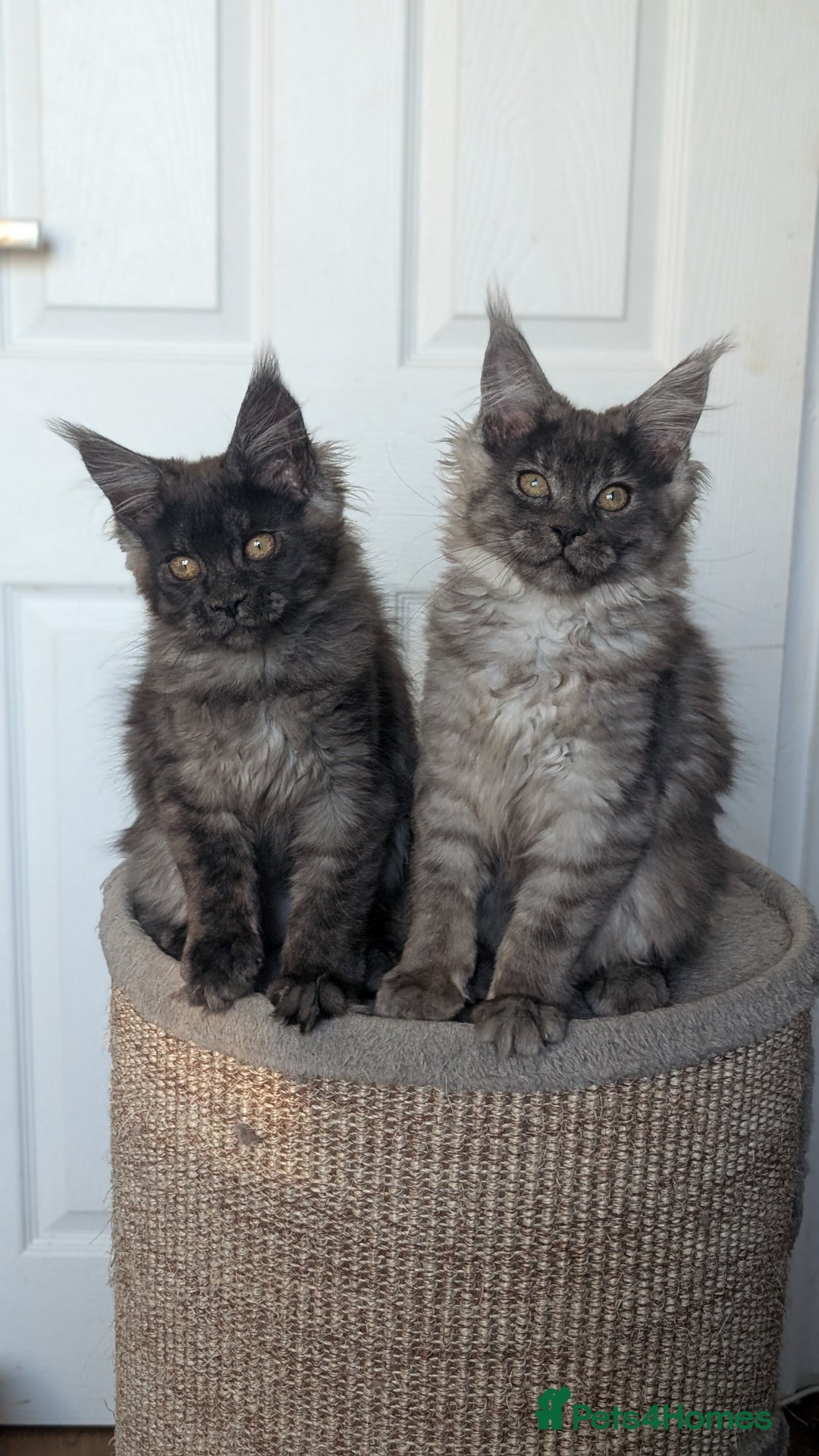 Maine Coon cats for sale: Maine coon kittens, Tica registered  - Image 14