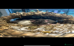 Rat rodents for sale: 3 female rats  - Image 4