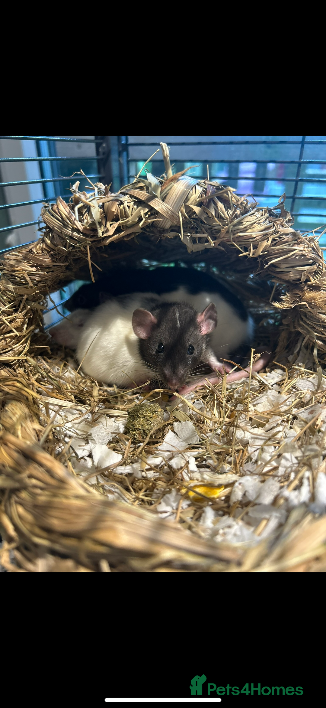 Rat rodents for sale: 3 female rats  - Image 4