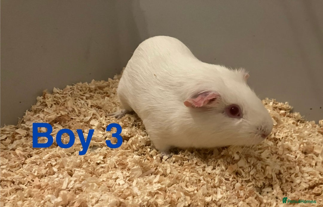 Guinea Pig rodents for sale: 6 Guinea Pigs - Free - Advert 5