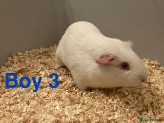 Guinea Pig rodents 2 boy Guinea Pigs - Free - Advert 11