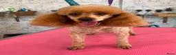Toy Poodle dogs for sale: Last two Toy Poodle Boys Available Now - Advert 6