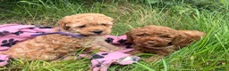 Cavapoochon dogs for sale: Cavapoochon puppies  - Advert 14