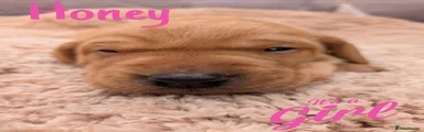Mixed Breed 2