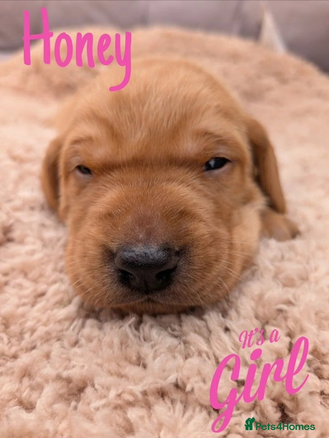 Mixed Breed dogs for sale: Vizslador Puppies (Vizsla X Black Lab) in Yelverton - Advert 13