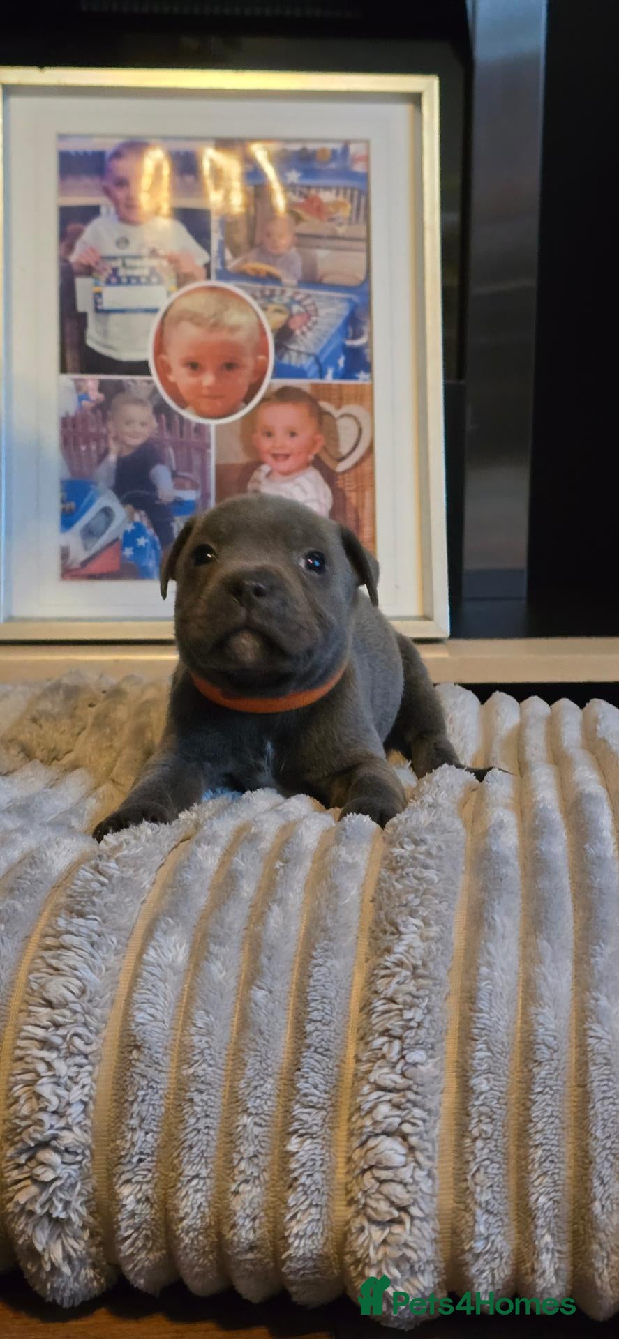 Staffordshire Bull Terrier dogs for sale: 5 beutiful blue/ blue and white staffy puppies  - Advert 2