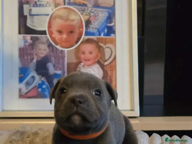 Staffordshire Bull Terrier dogs for sale: 5 beautifully staffy puppies kc registerd - Advert 2