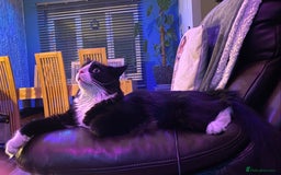 British Longhair cats for sale: Caspian British Long hair 3yrs in March 2026 - Image 3