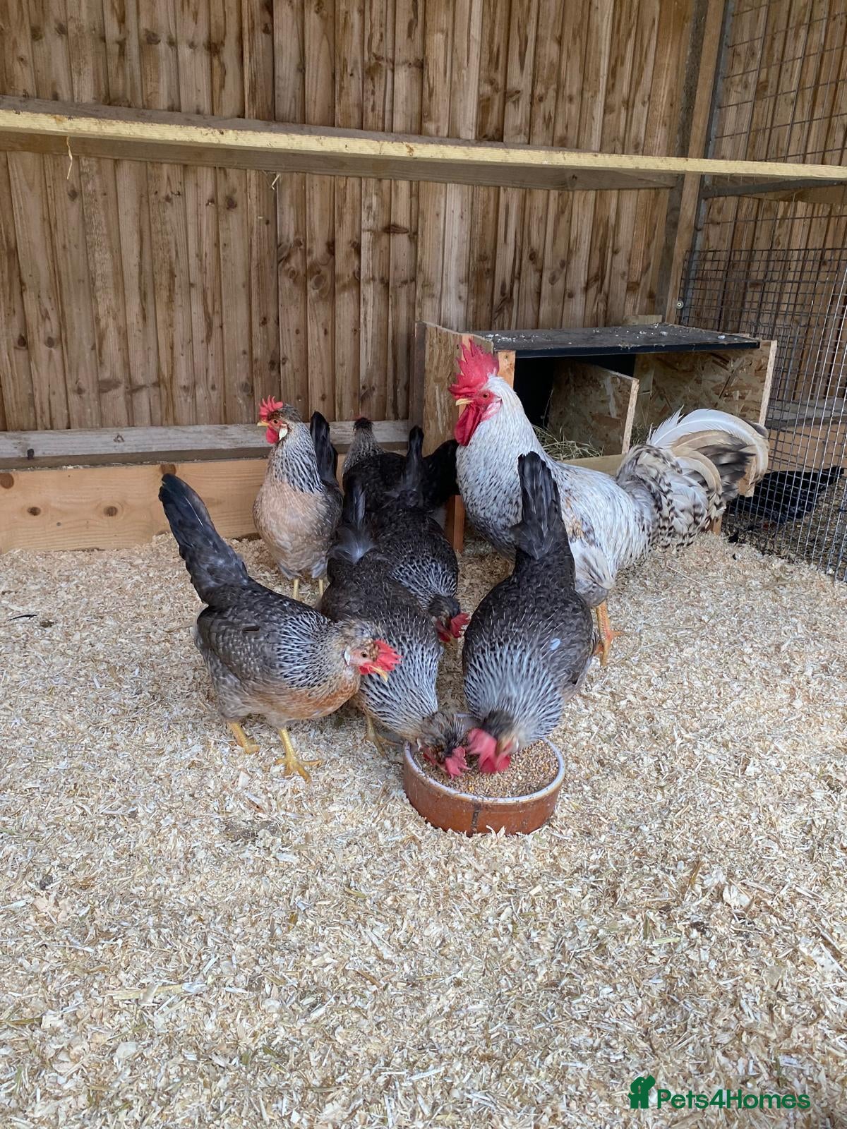 Chickens poultry 🐔Cream Crested legbars- hatching eggs🥚  - Advert 1
