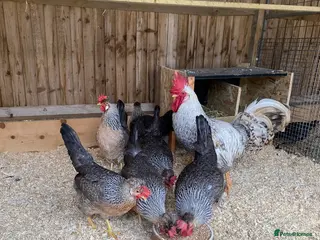 Chickens poultry 🐔Cream Crested legbars- hatching eggs🥚 - Advert 1