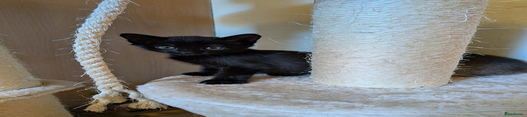 Burmese cross kitten (red)