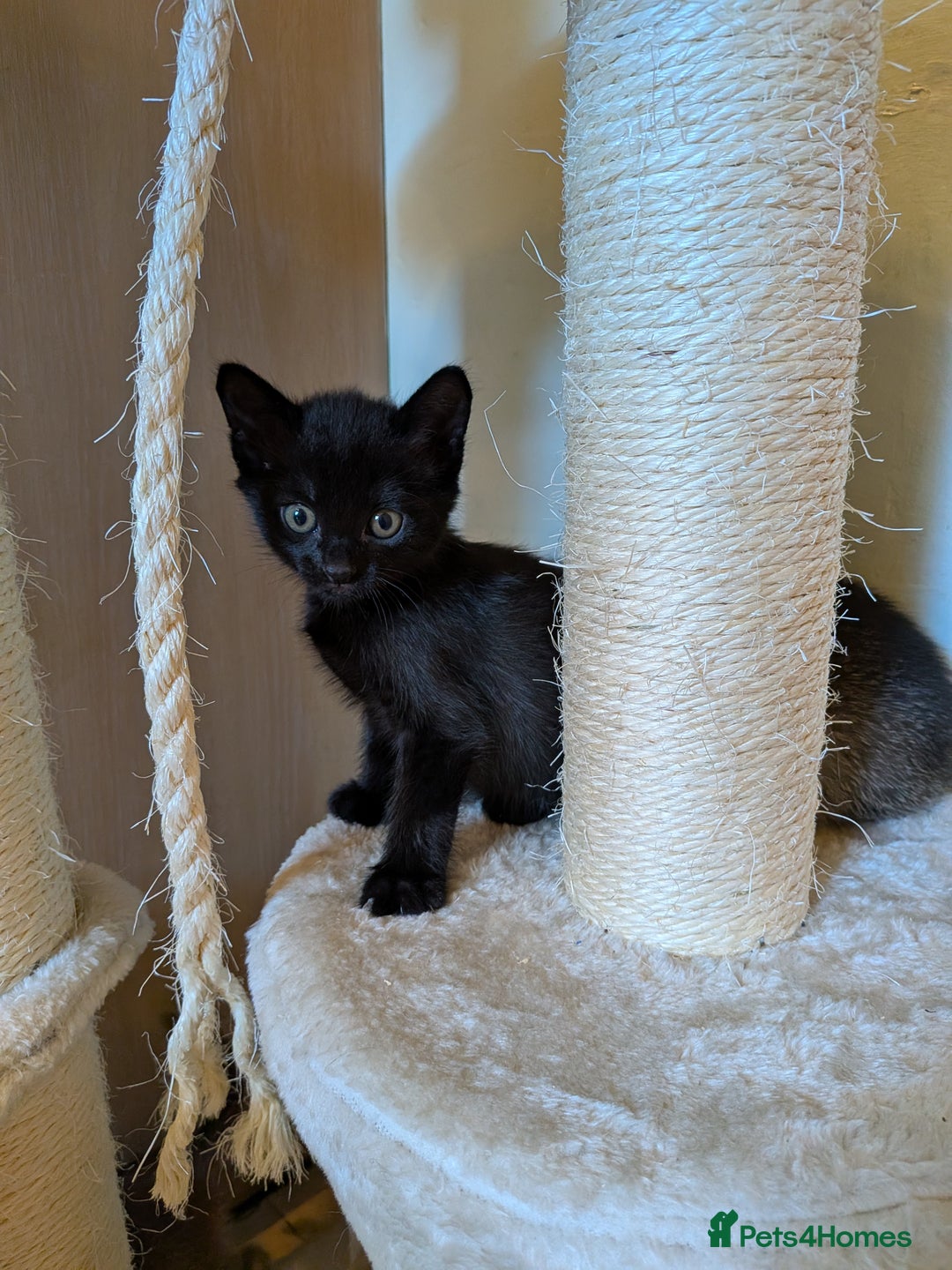 Burmese cats for sale: Burmese cross kittens - Image 5
