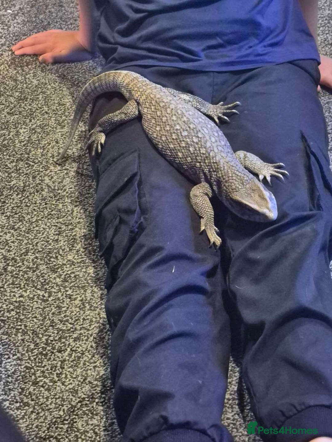 Monitor reptiles for sale: Bosc/savannah monitor for sale - Image 2