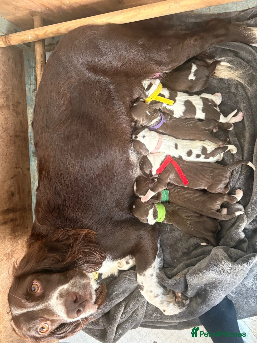 English Springer Spaniel dogs for sale: Gorgeous Liver and White Springer Spaniels - Advert 2