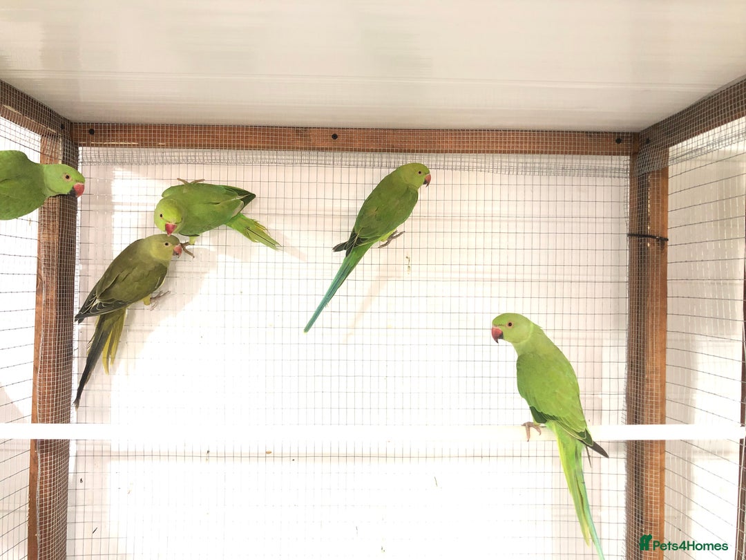 Ringnecks birds for sale: Beautiful coloured ringneck parrots for sale. - Image 15
