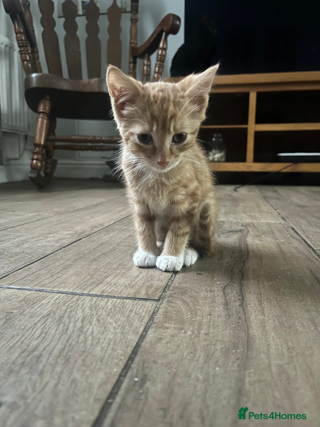 Mixed Breed cats for sale: Kittens ready now - Advert 3