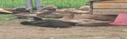 Ducks poultry for sale: Indian Runner Female Ducks, ducklings, turkeys - Advert 2