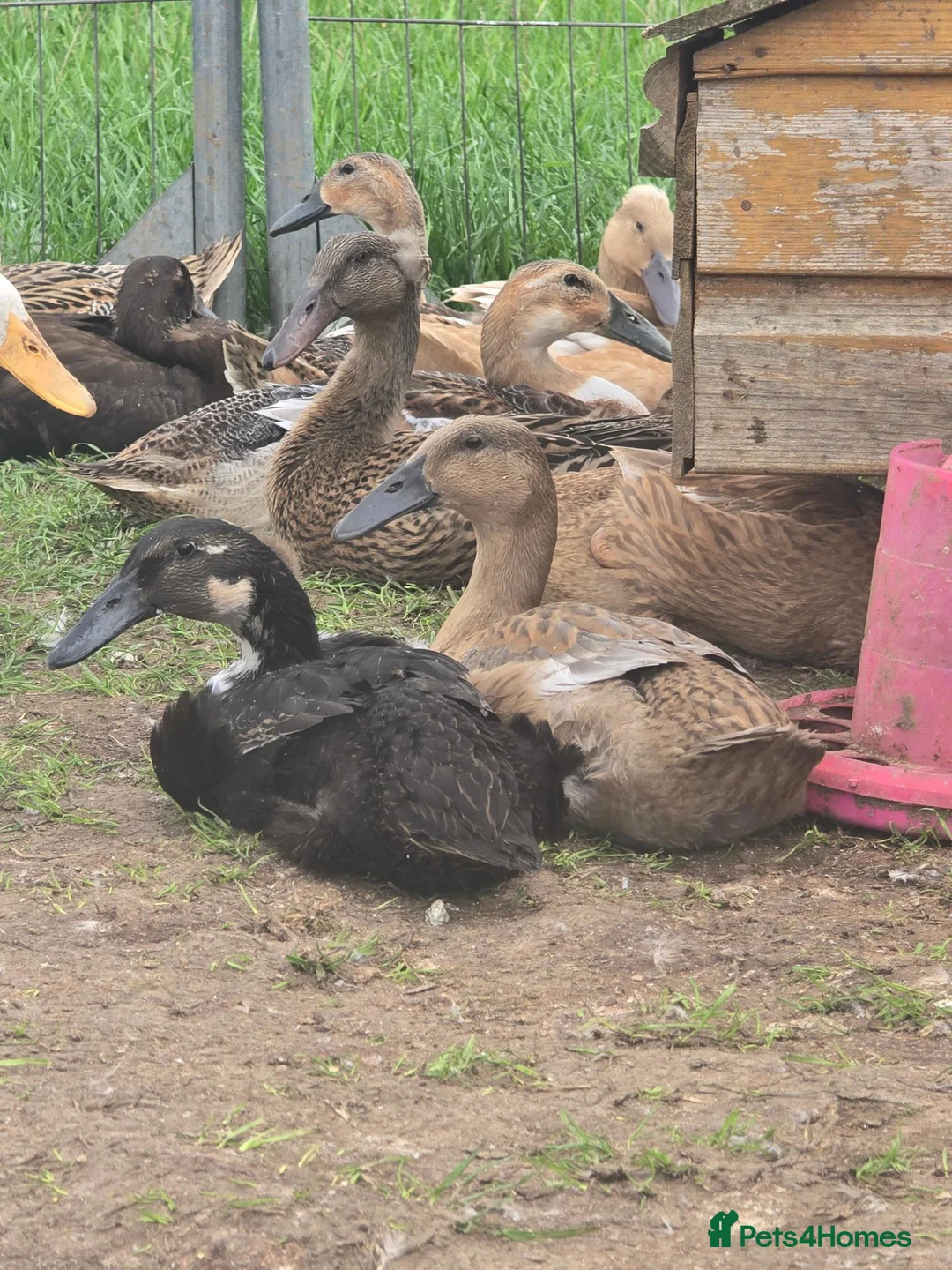 Ducks poultry for sale: Indian Runner Female Ducks, ducklings, turkeys - Advert 2
