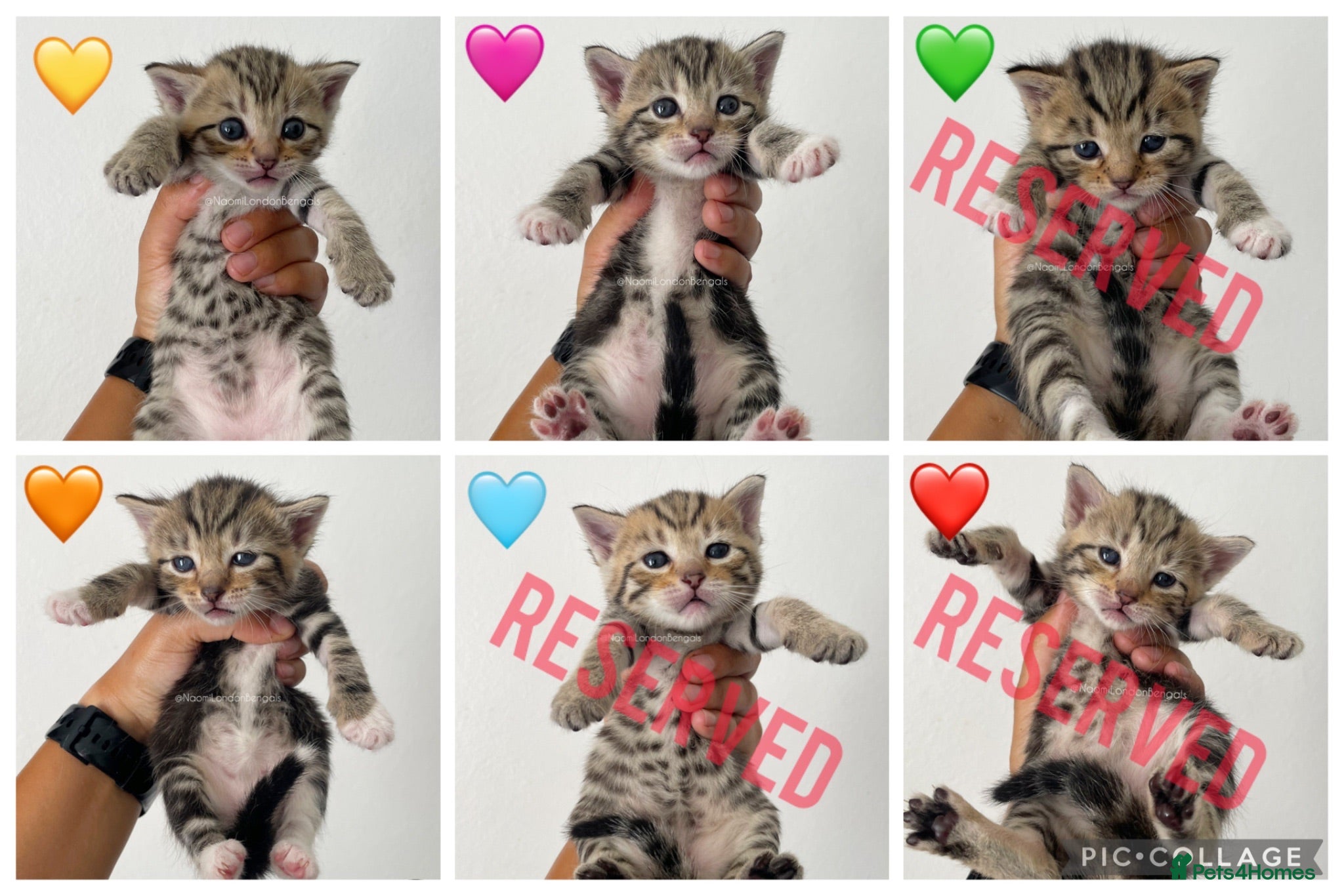 Bengal cats 🌈 BENGAL KITTENS 🌈 ⭐️⭐️⭐️⭐️⭐️ - Advert 2