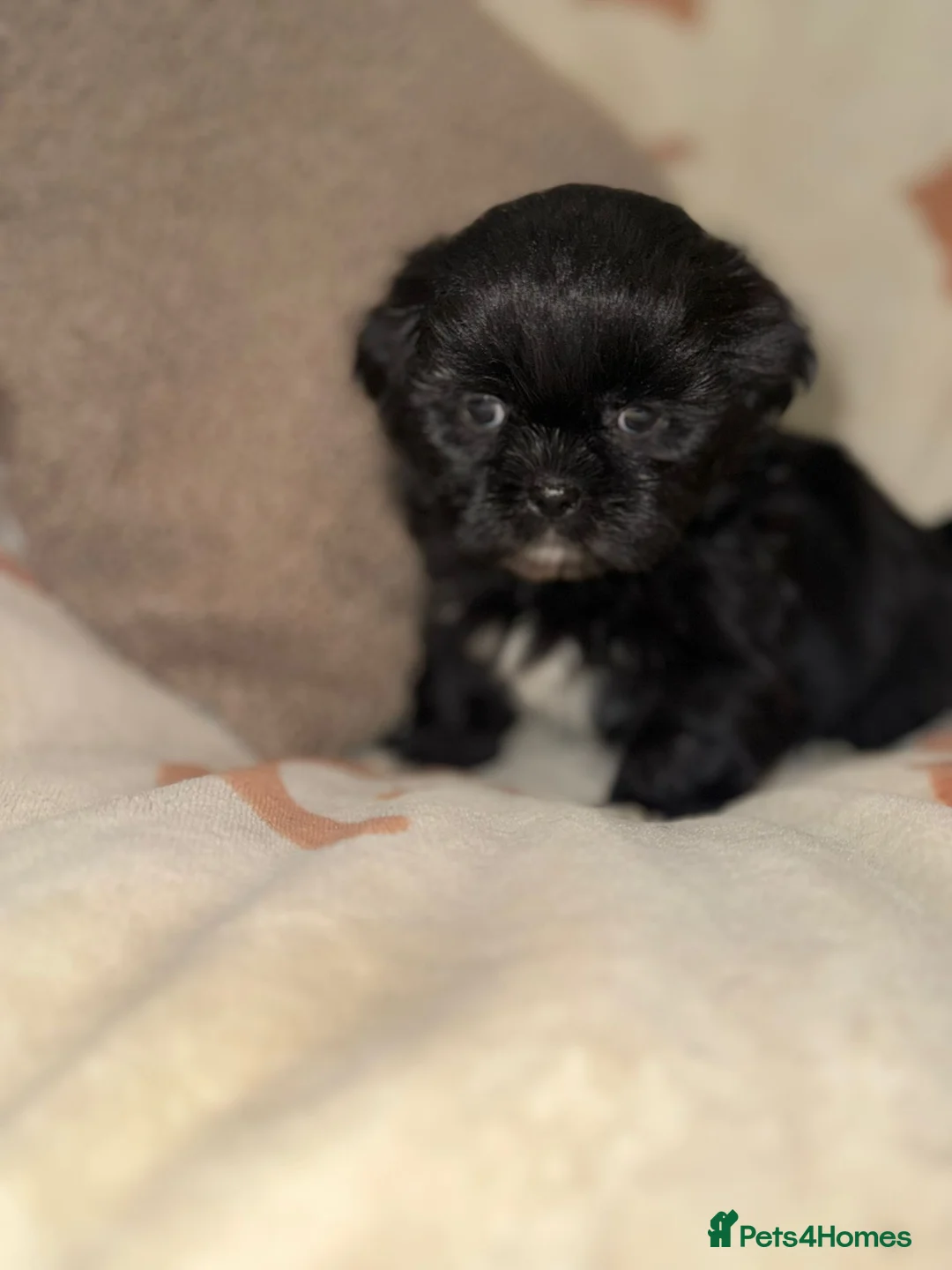 Shih Tzu dogs for sale: Stunning Black Shih Tzu Puppies - Advert 30