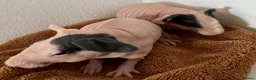 Guinea Pig rodents for sale: Beautiful Skinny Guinea Pig Sows  - Advert 2