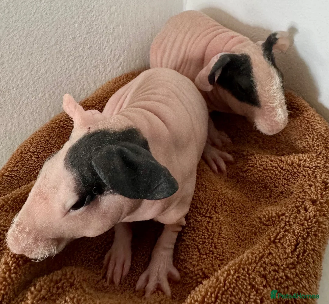 Guinea Pig rodents for sale: Beautiful Skinny Guinea Pig Sows  - Advert 2
