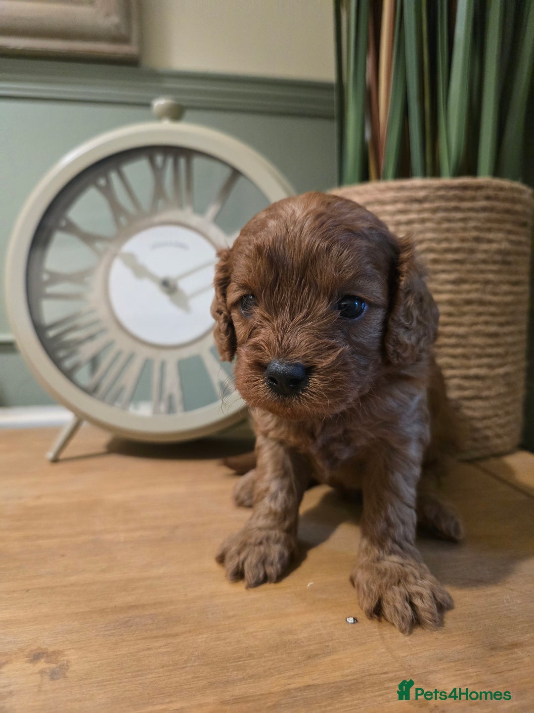 Cavapoo dogs for sale: Stunning F1 Cavapoo  - Image 4