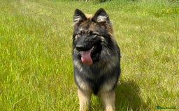 German Shepherd dogs for sale: GERMAN SHEPHERD LONG COATED PUPPIES - Image 16