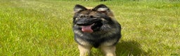 German Shepherd dogs for sale: GERMAN SHEPHERD LONG COATED PUPPIES - Advert 16