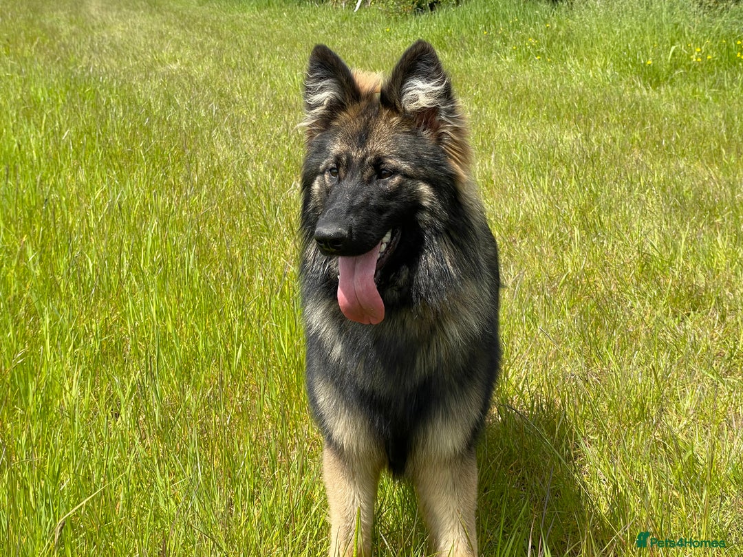 German Shepherd dogs for sale: GERMAN SHEPHERD LONG COATED PUPPIES - Image 16