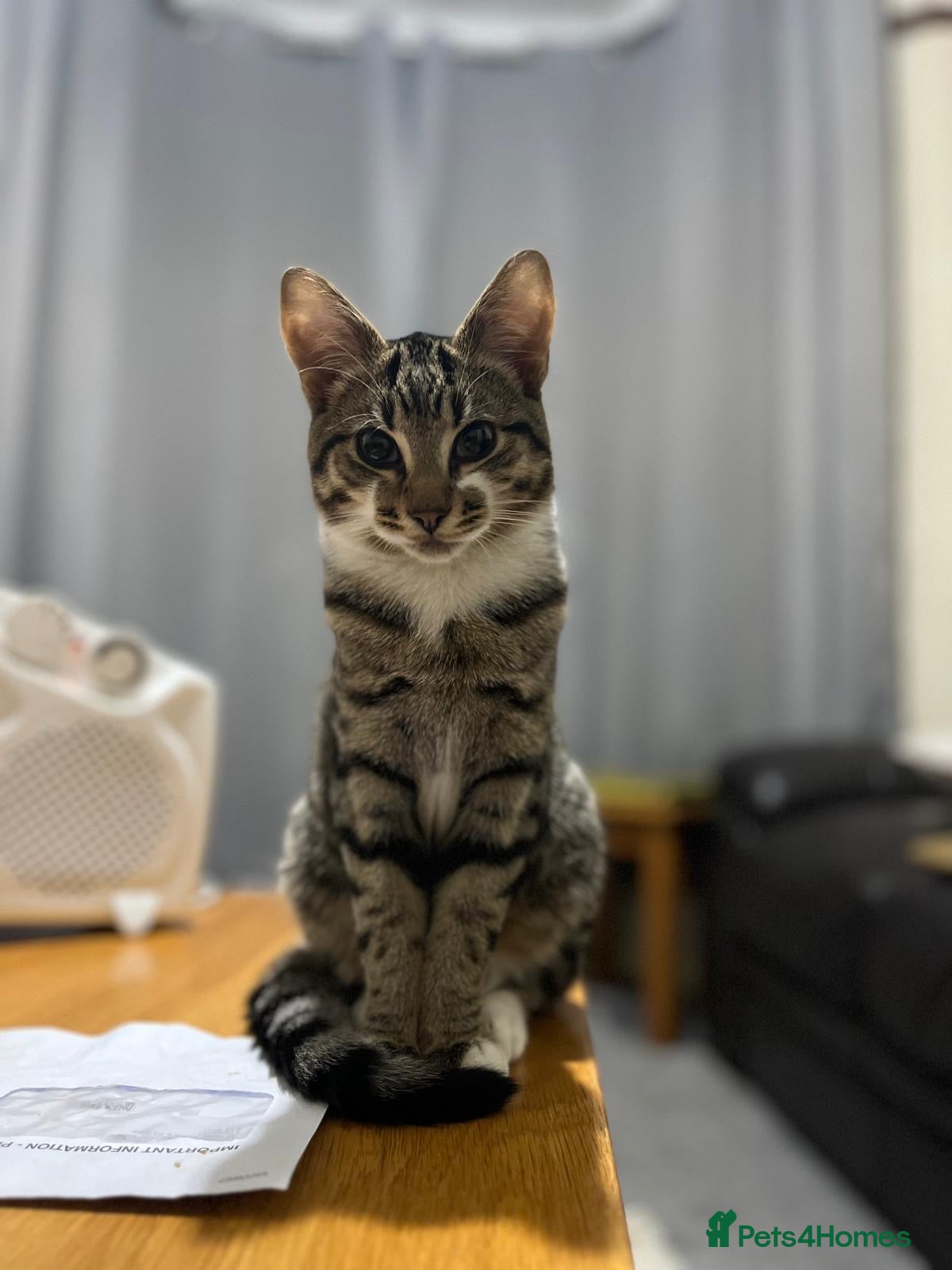 Mixed Breed cats ROCKY, MIXED TABBY - Advert 1