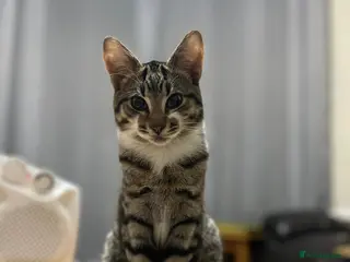 Mixed Breed cats ROCKY, MIXED TABBY - Advert 1