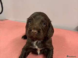 Sprocker dogs Sprocker spaniel Puppies - Advert 14