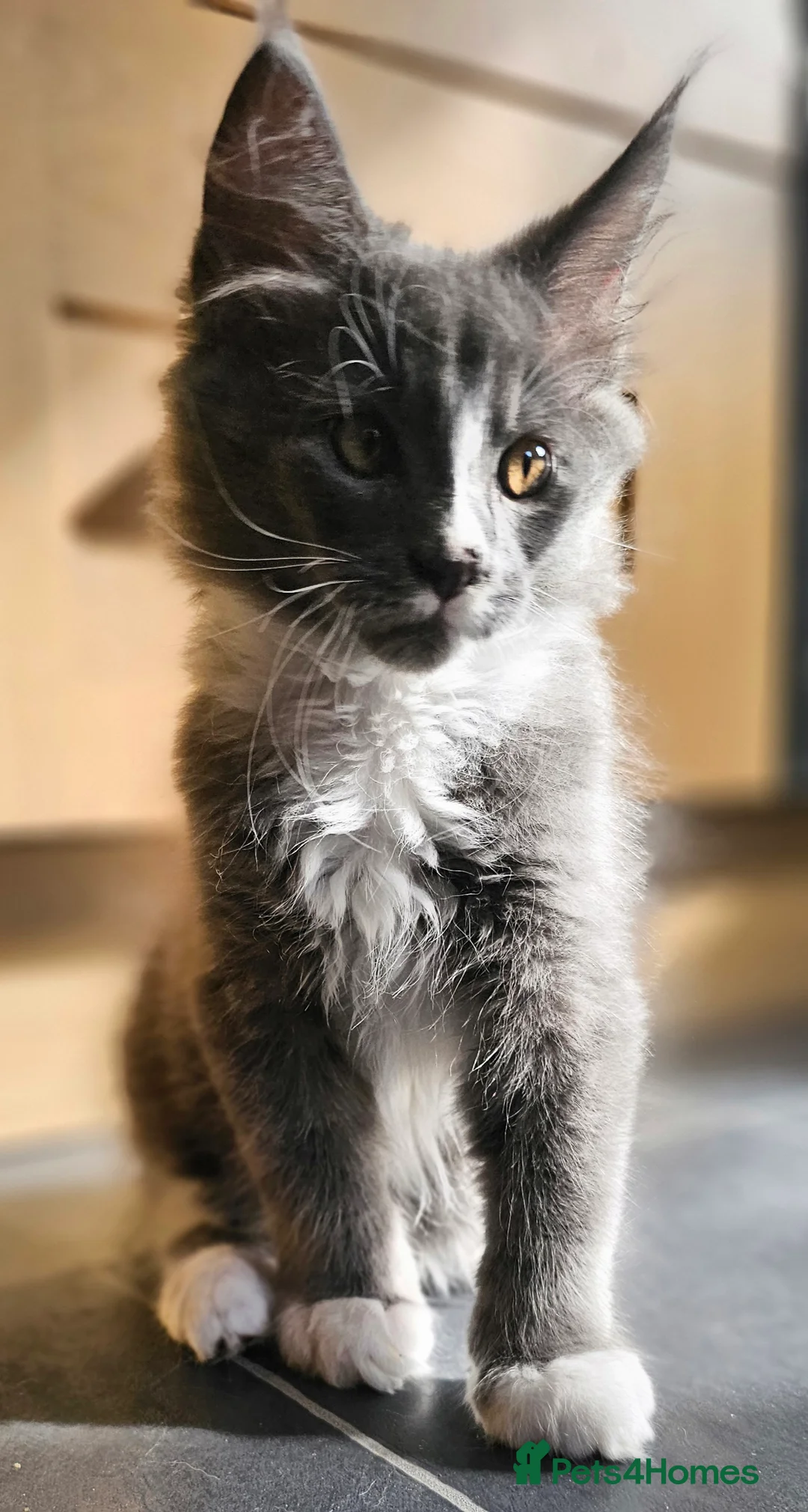 Gallery Image {{count}}