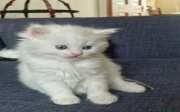 Mixed Breed cats for sale: Rare Norwegian Forest ×Ragdoll Kitten - Image 13