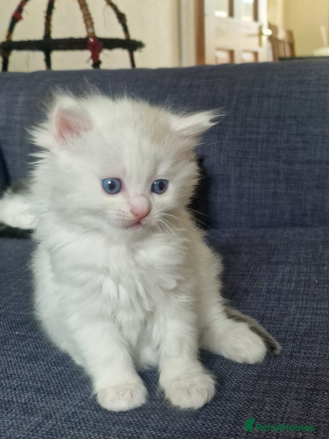 Mixed Breed cats for sale: Rare Norwegian Forest ×Ragdoll Kitten - Image 13
