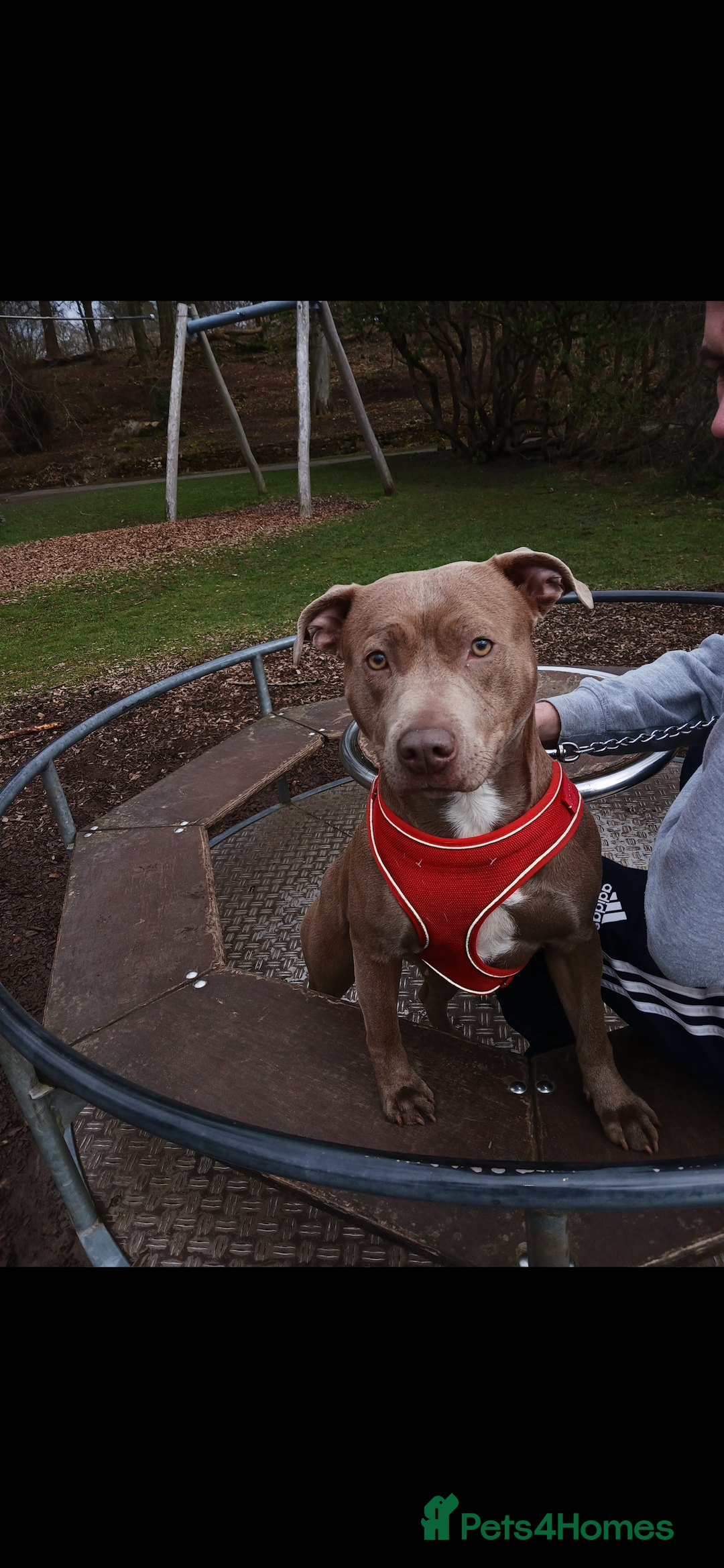 Staffordshire Bull Terrier dogs for sale: Staffy pups for sale  - Advert 11