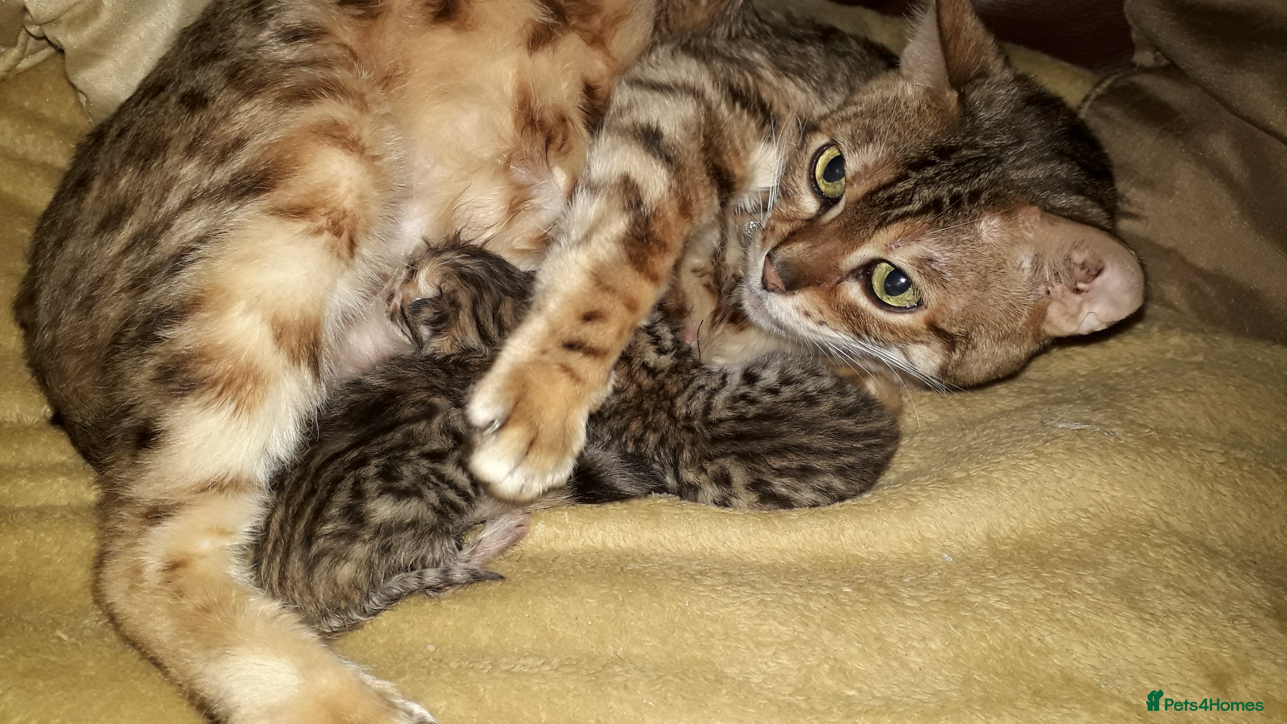 Bengal cats Beautiful Large & small Bengal kittens  - Advert 10